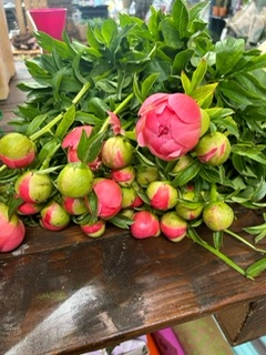 Florist Choice Peony